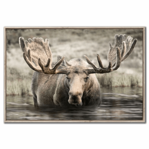 moose hot springs