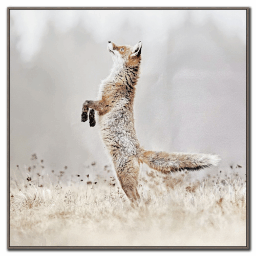 playful hunter